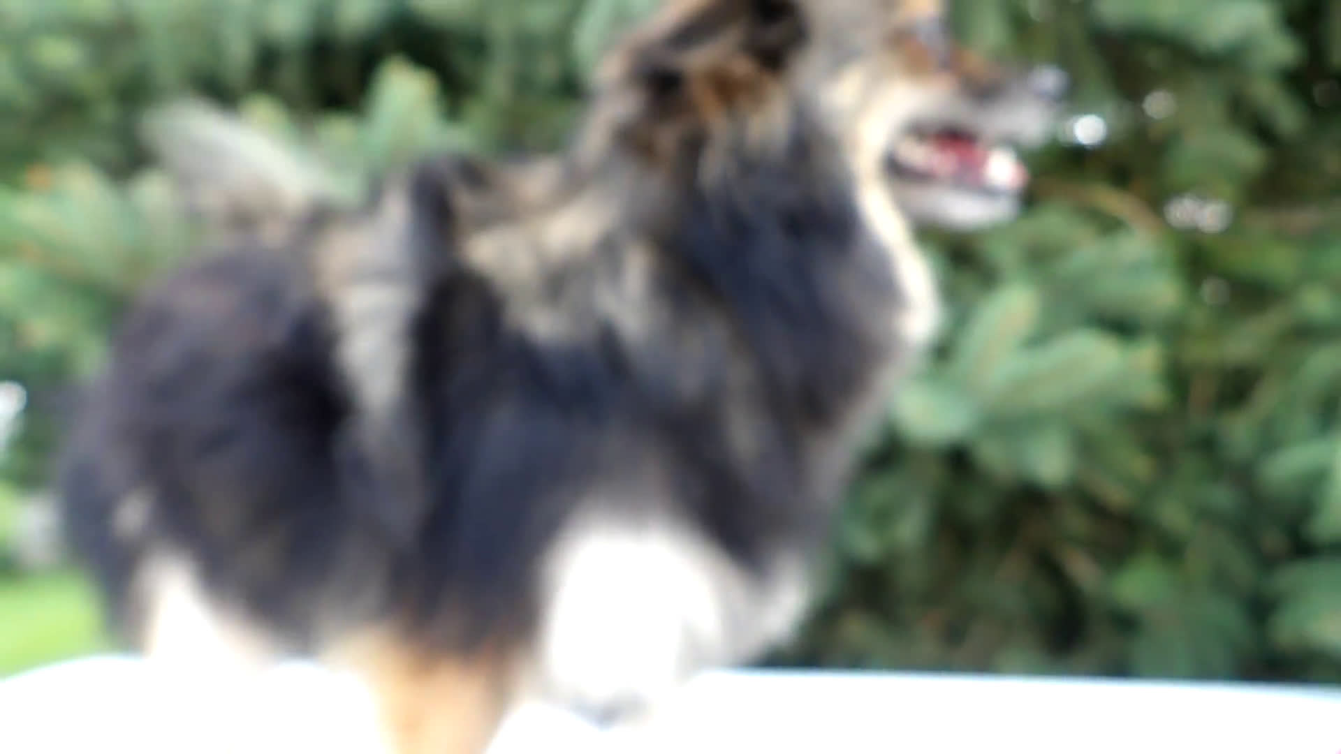 Pomeranian dogs for sale: Pomeranian 1 puppies - Video 1