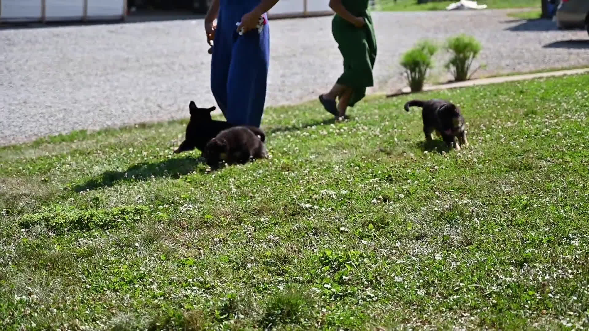 German Shepherd dogs for sale: German Shepherd 3 puppies - Video 1