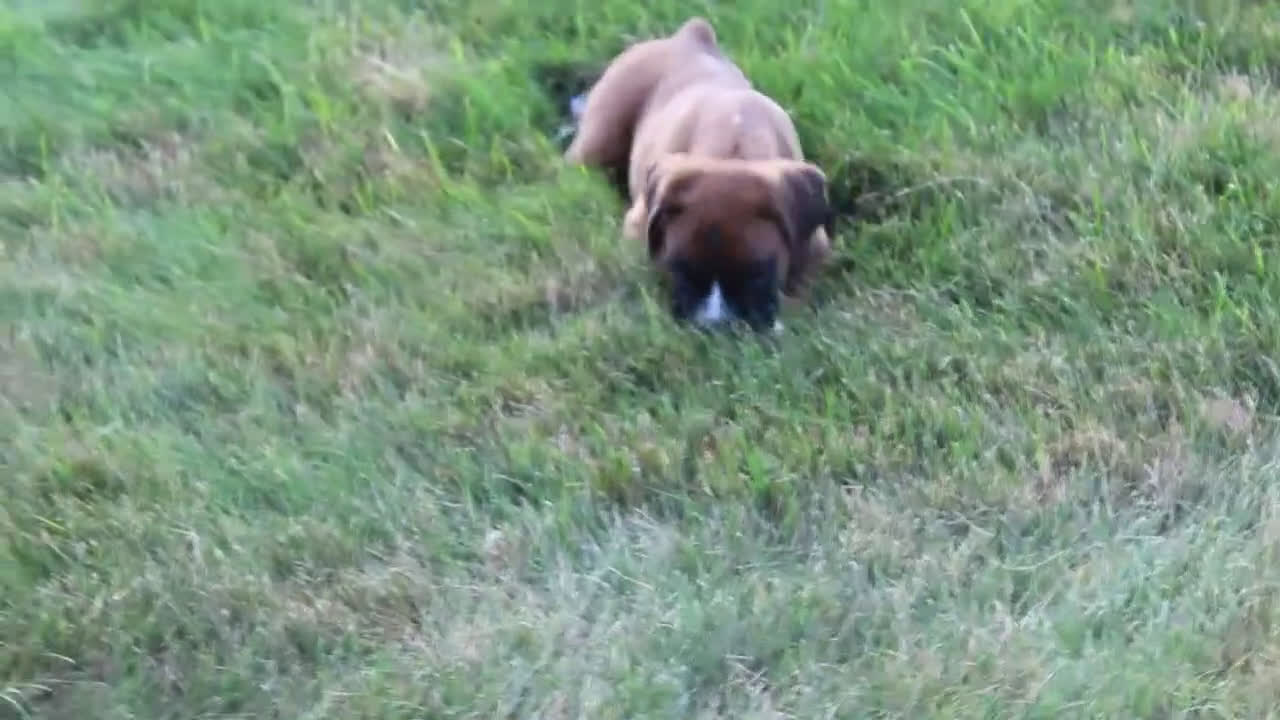 Boxer dogs for sale: Boxer 1 puppies - Video 1
