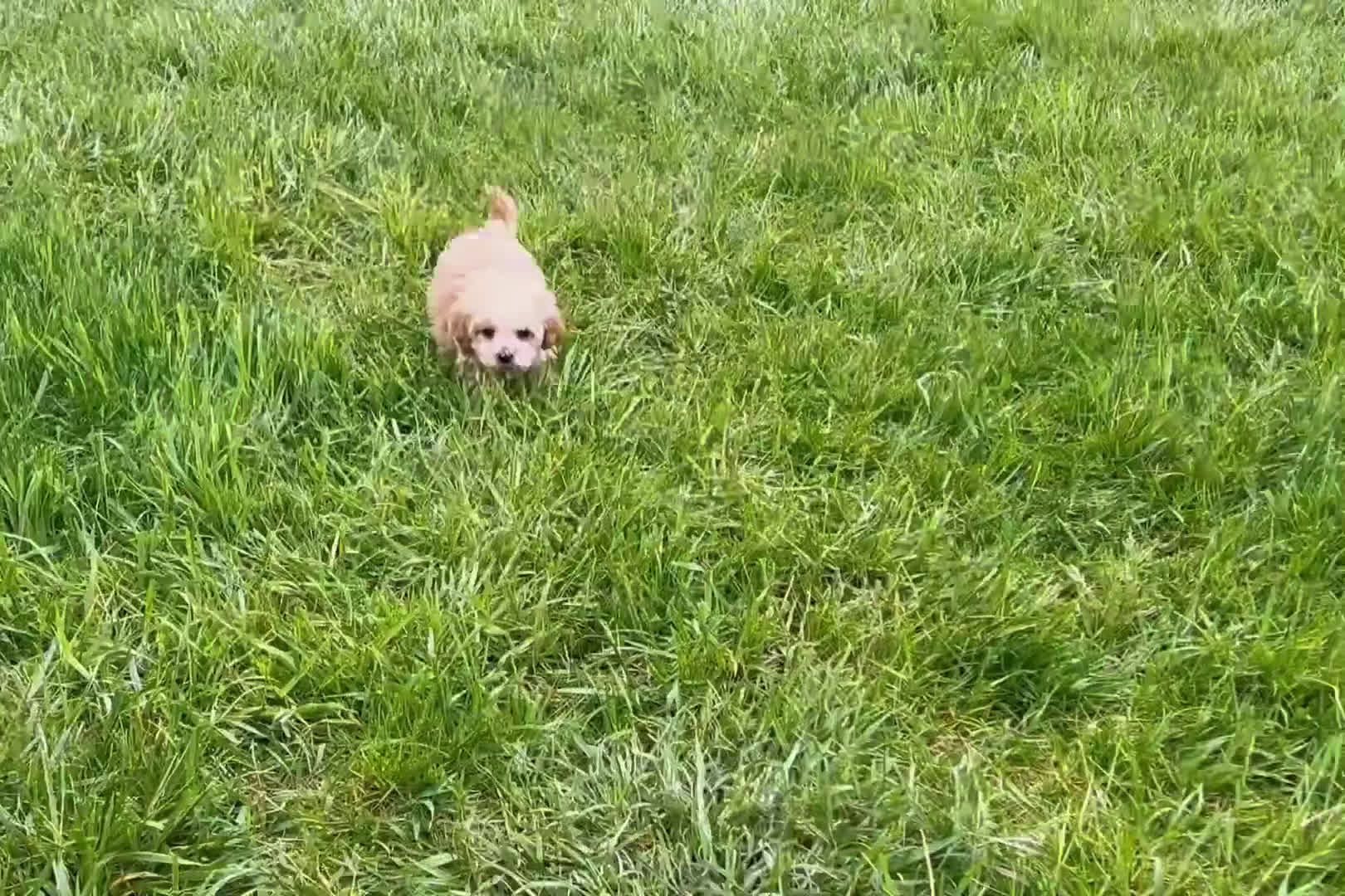 Maltipoo dogs for sale: Maltipoo 4 puppies - Video 1