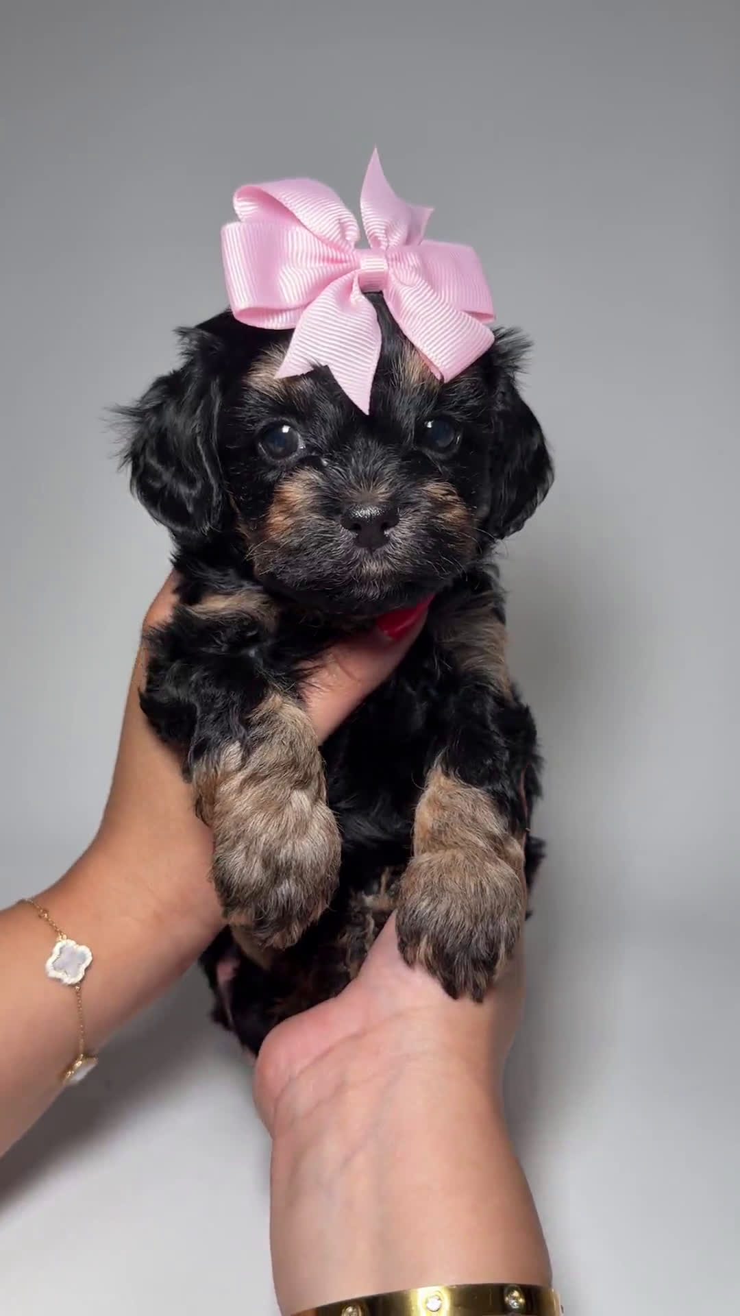 Toy Poodle dogs for sale: Toy Poodle 5 puppies - Video 2