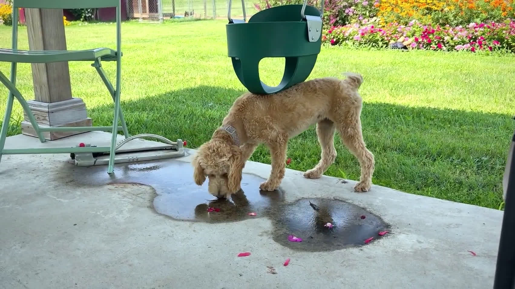 Goldendoodle dogs for sale: Goldendoodle 1 puppies - Video 1