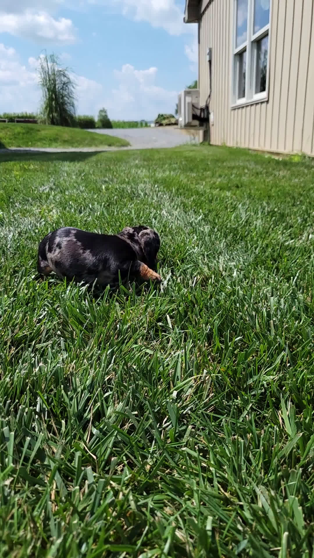 Dachshund dogs for sale: Dachshund 2 puppies - Video 4