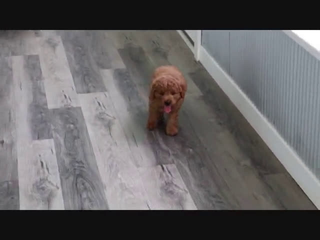  dogs for sale: Mini Goldendoodle 4 puppies - Video 2