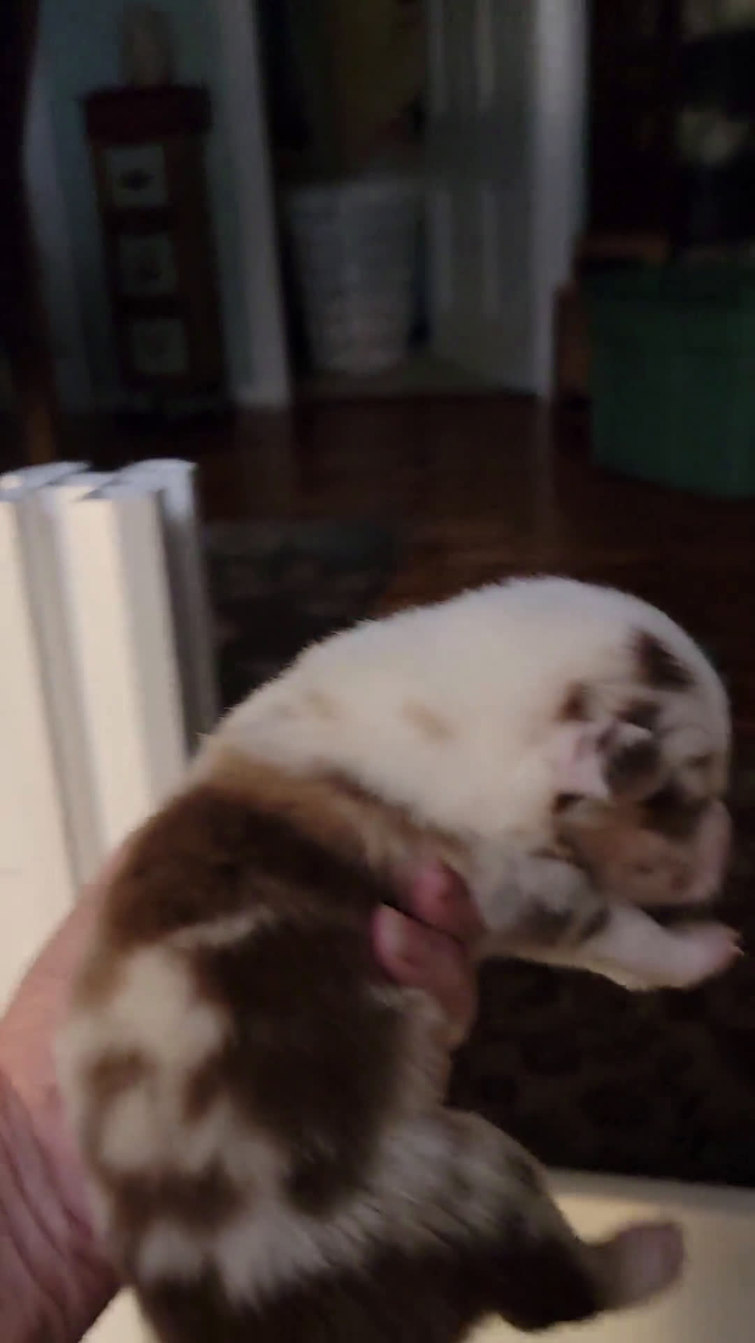 Australian Shepherd dogs for sale: Australian Shepherd 8 puppies - Video 6