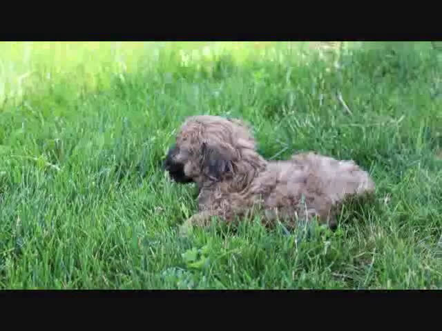 Shihpoo dogs for sale: Shih-Poo 5 puppies - Video 2