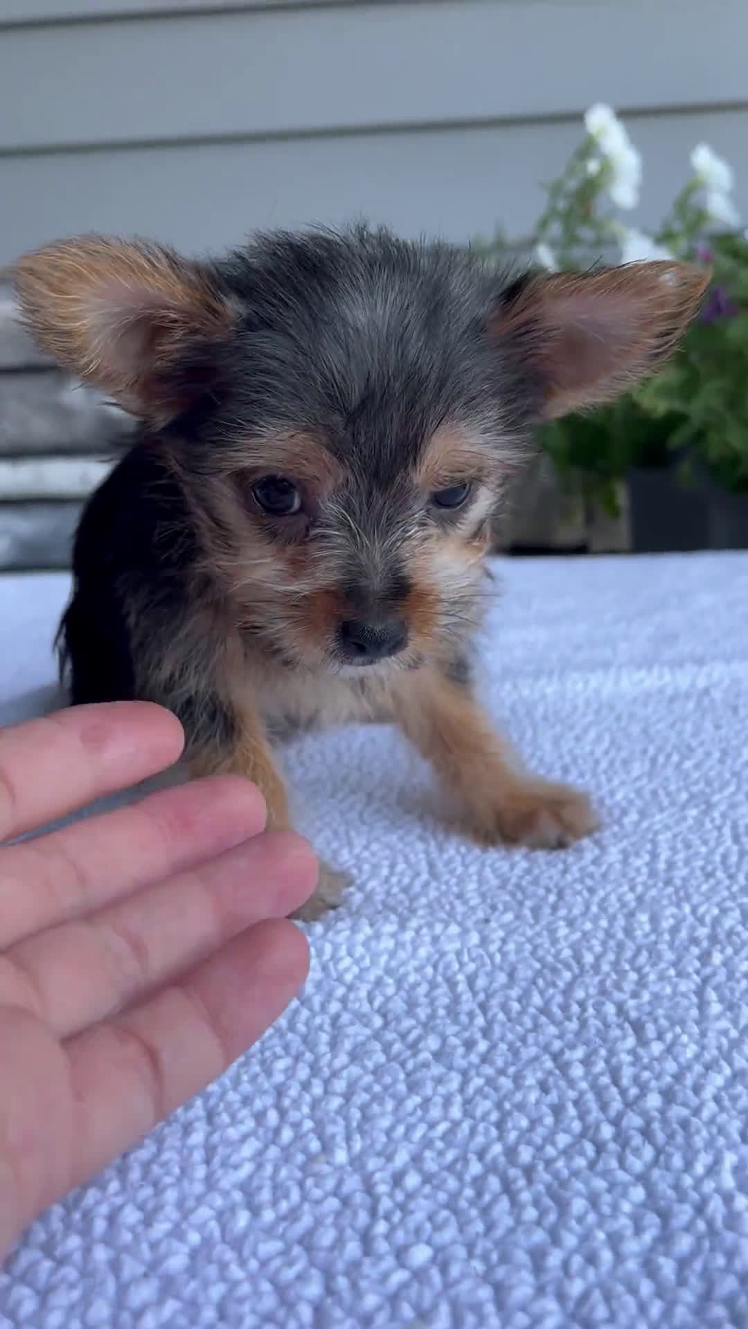 Yorkshire Terrier dogs for sale: Yorkshire Terrier 4 puppies - Video 1