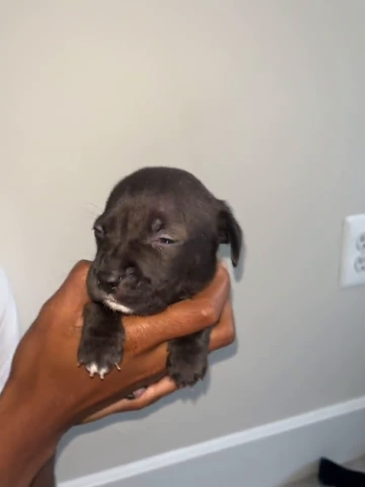 American Pit Bull Terrier dogs for sale: American Pit Bull Terrier 7 puppies - Video 3
