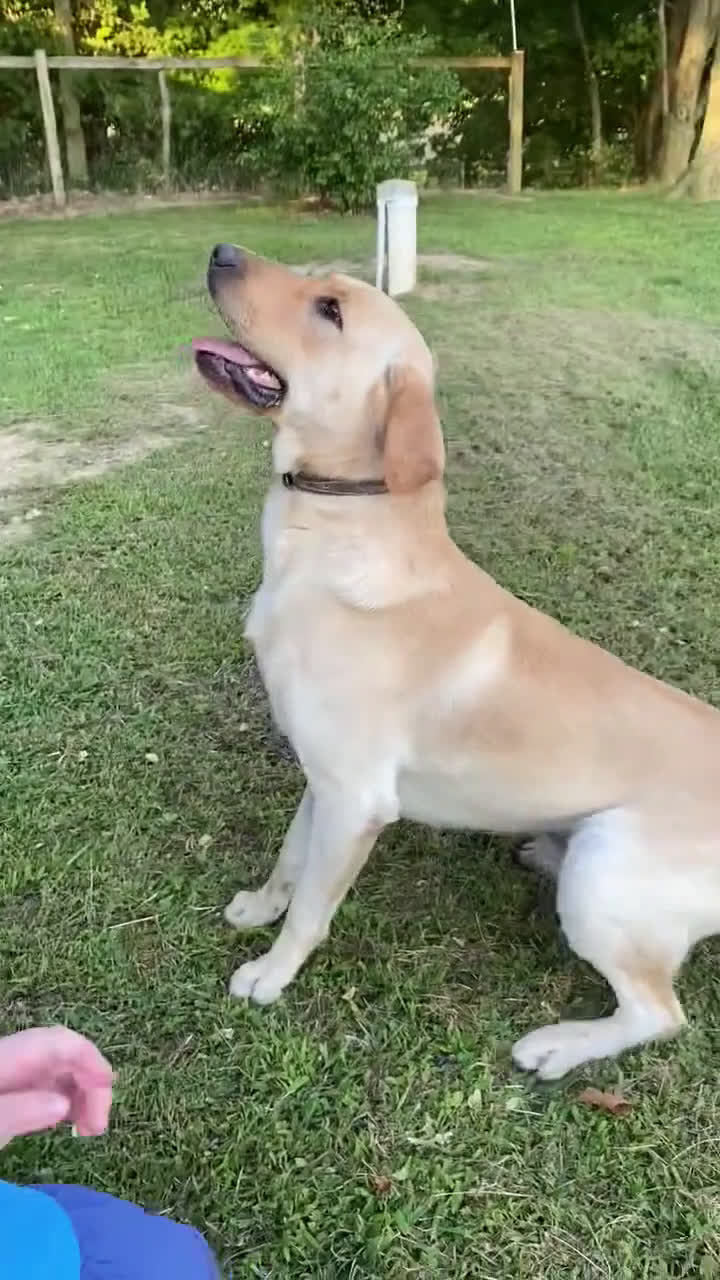 Labrador Retriever dogs for stud: Labrador Retriever 1 puppies - Video 1
