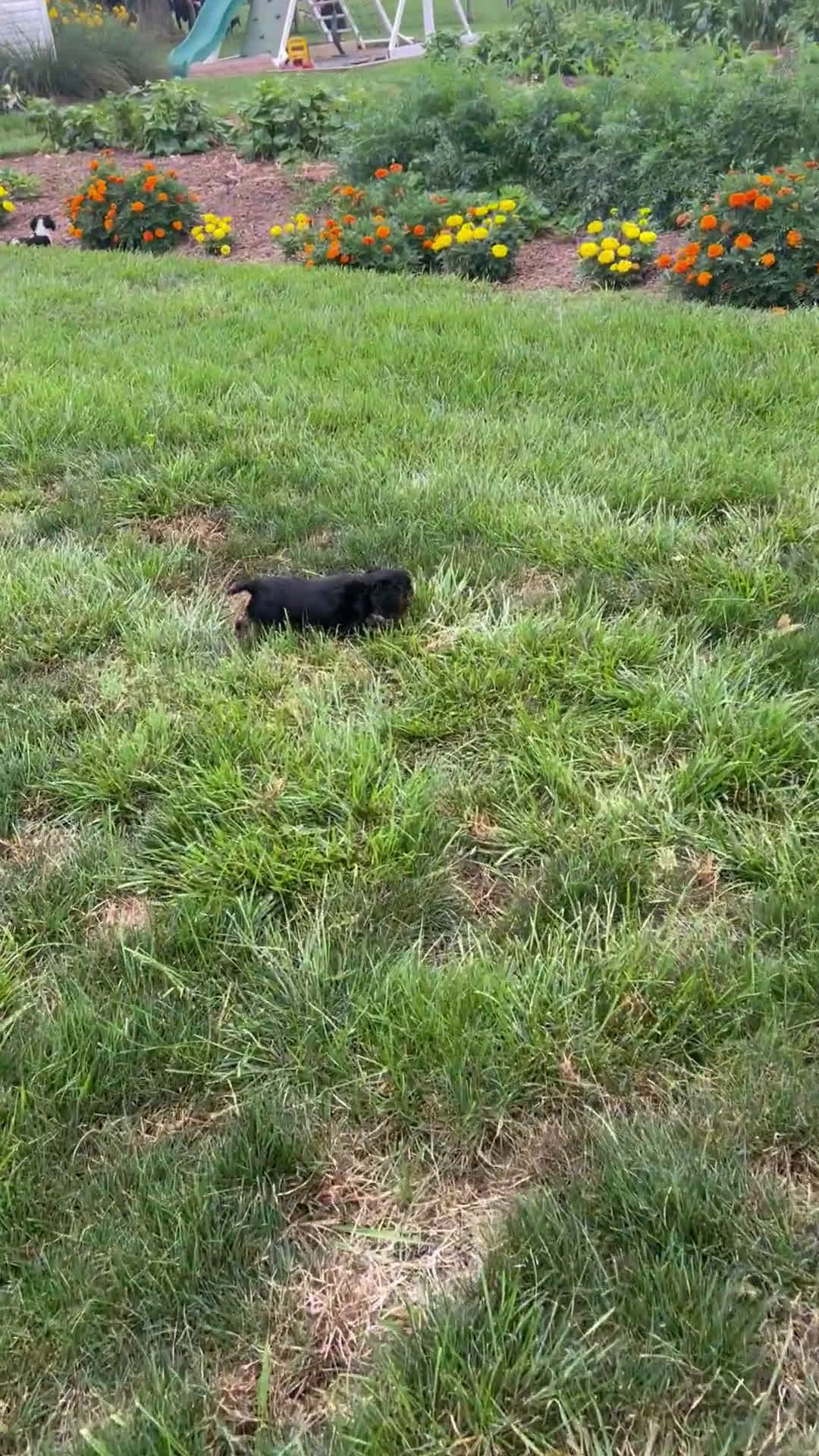 Cavalier King Charles Spaniel dogs for sale: Cavalier King Charles Spaniel 3 puppies - Video 1