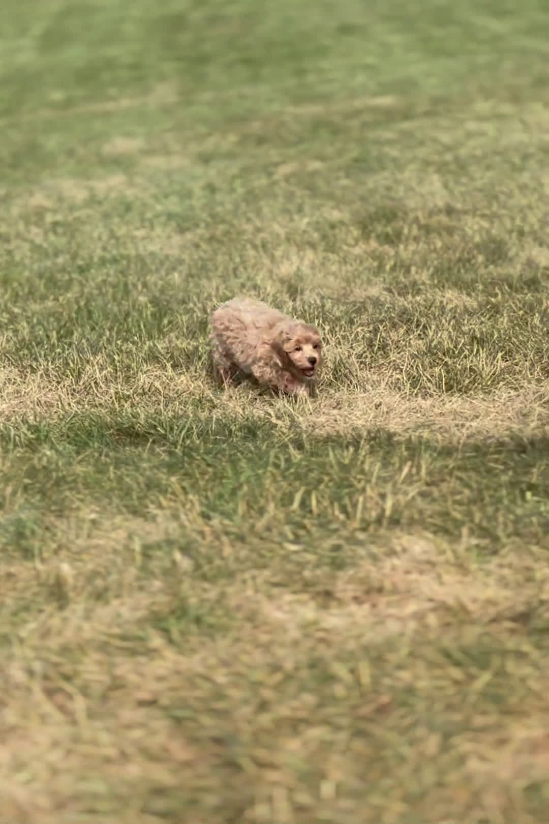 Maltipoo dogs for sale: Maltipoo 4 puppies - Video 2