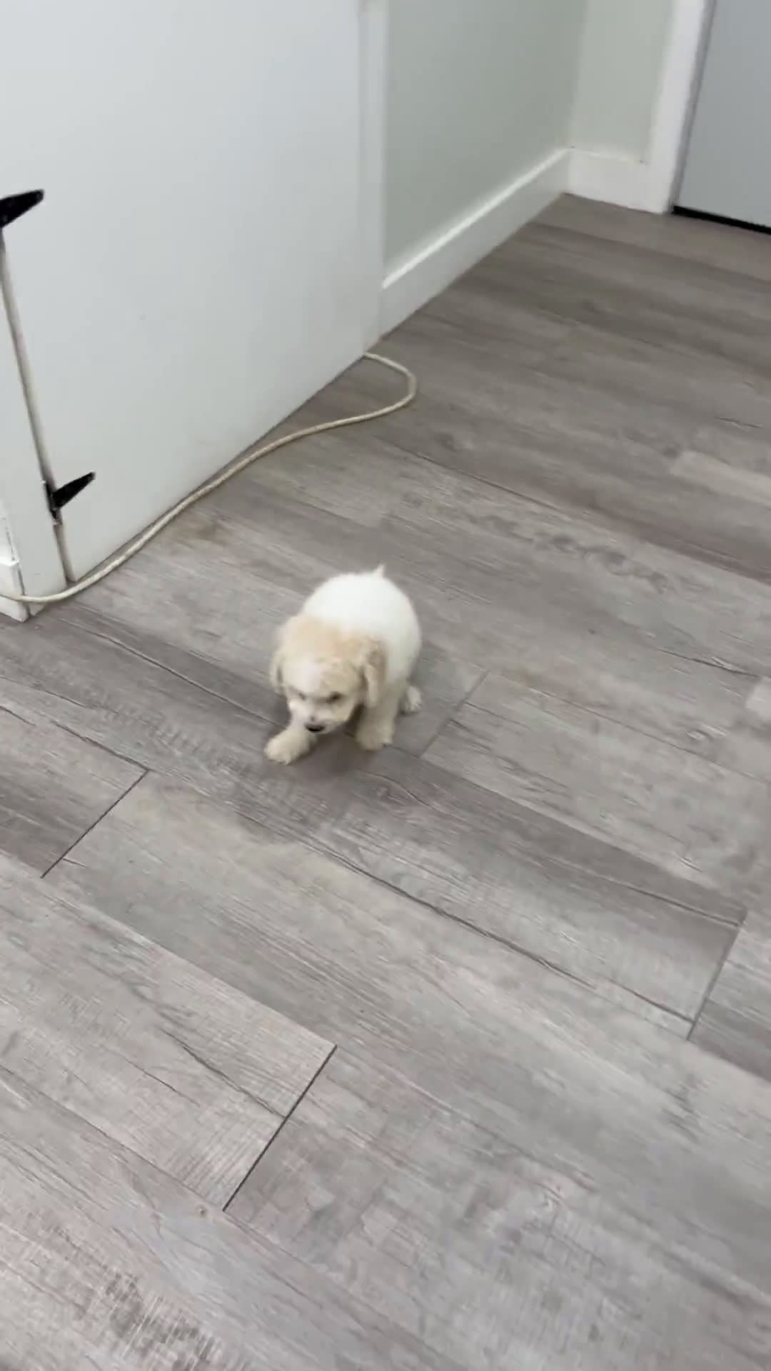  dogs for sale: Mini Goldendoodle 5 puppies - Video 5