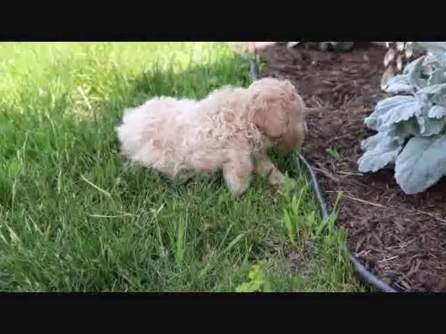 Shihpoo dogs for sale: Shih-Poo 5 puppies - Video 4