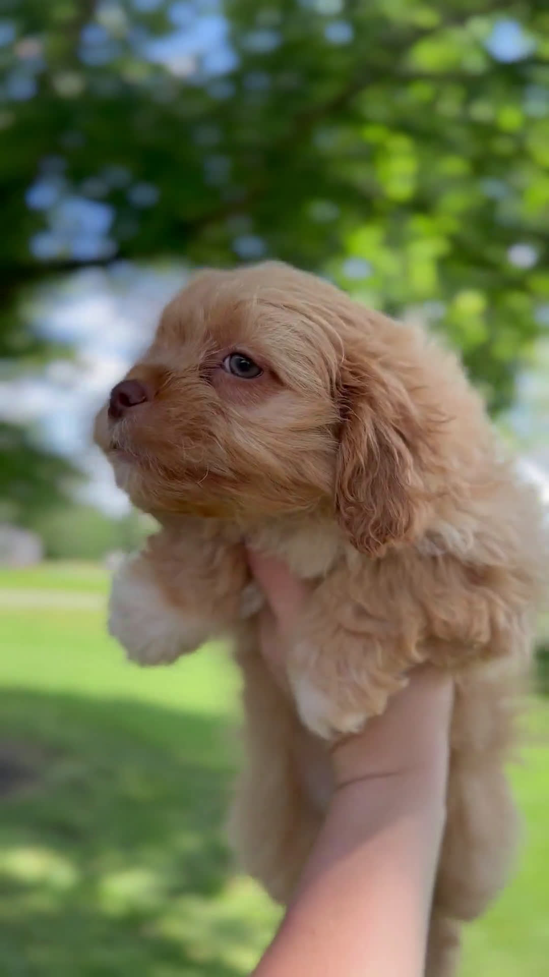 Shihpoo dogs for sale: Shih-Poo 1 puppies - Video 1