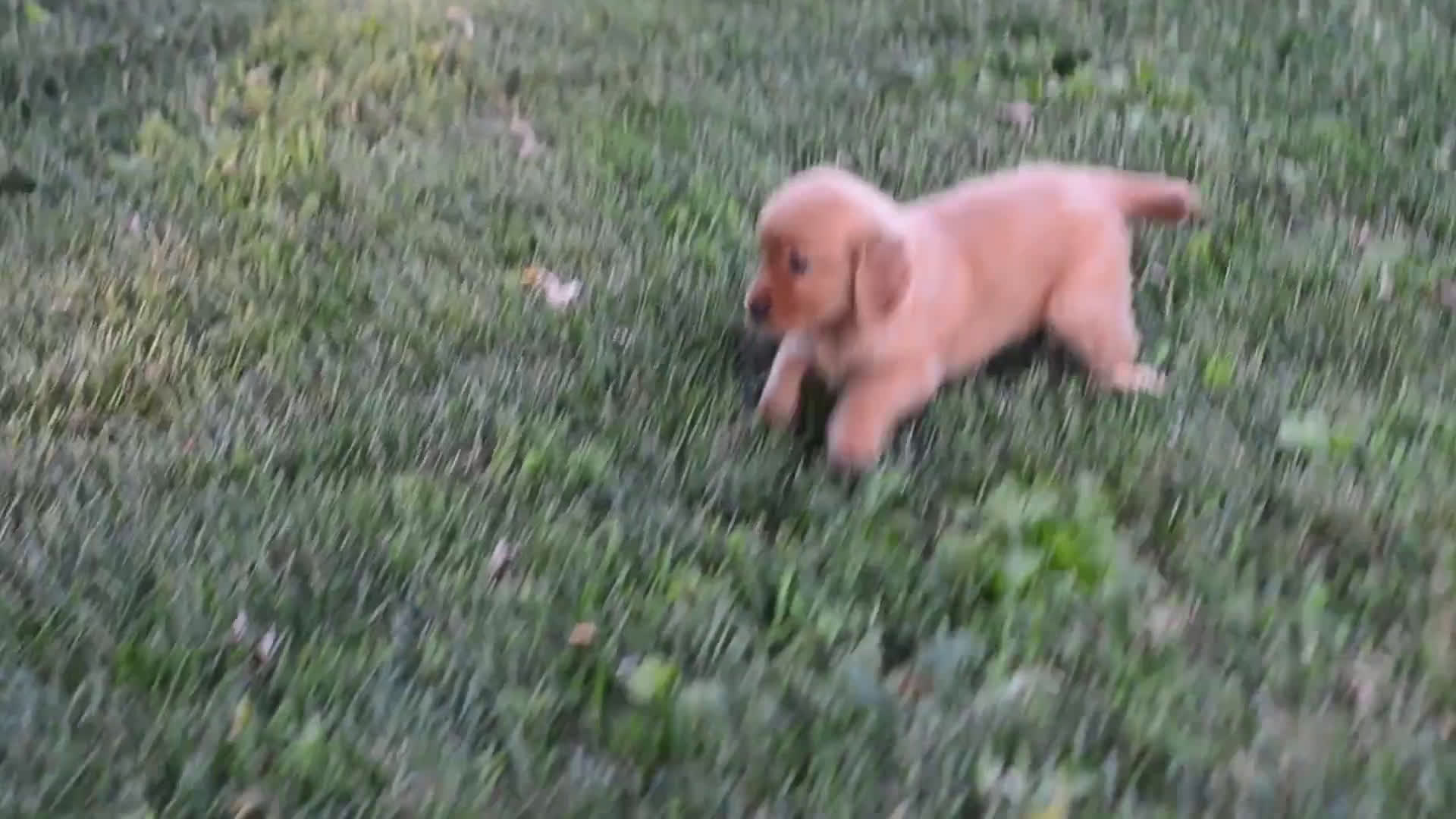 Golden Retriever dogs for sale: Golden Retriever 9 puppies - Video 3
