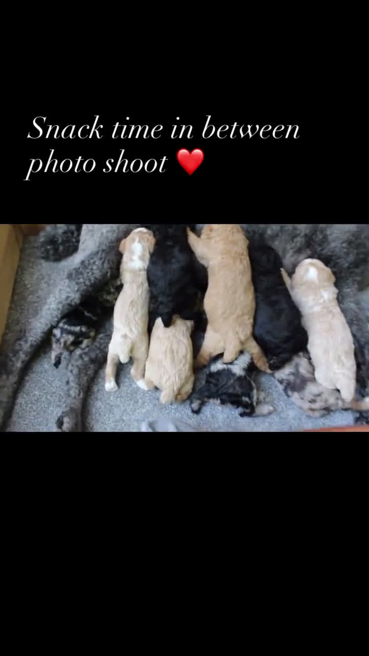 Standard Poodle dogs for sale: Standard Poodle 2 puppies - Video 1