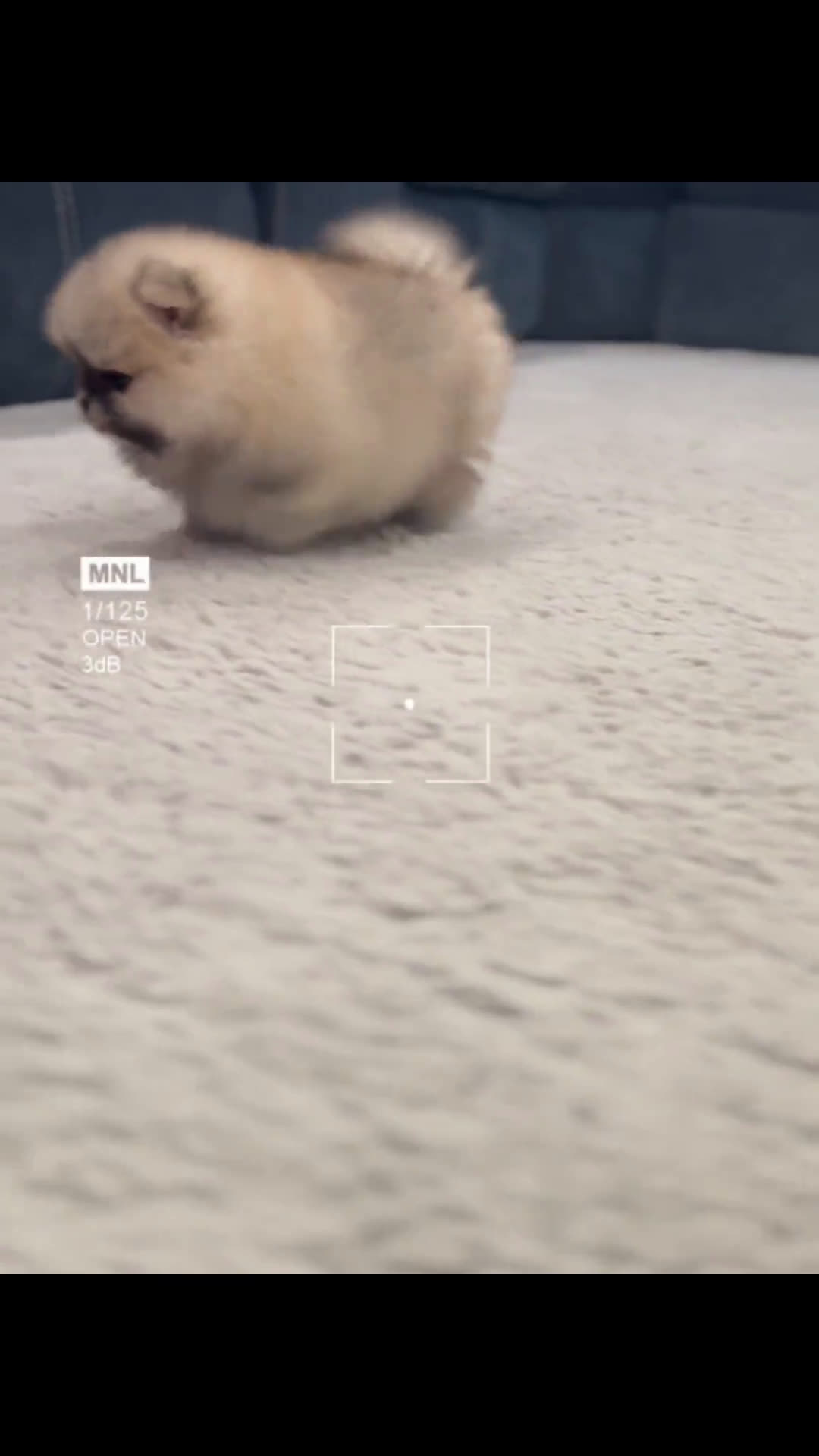 Pomeranian dogs for sale: Pomeranian 1 puppies - Video 3