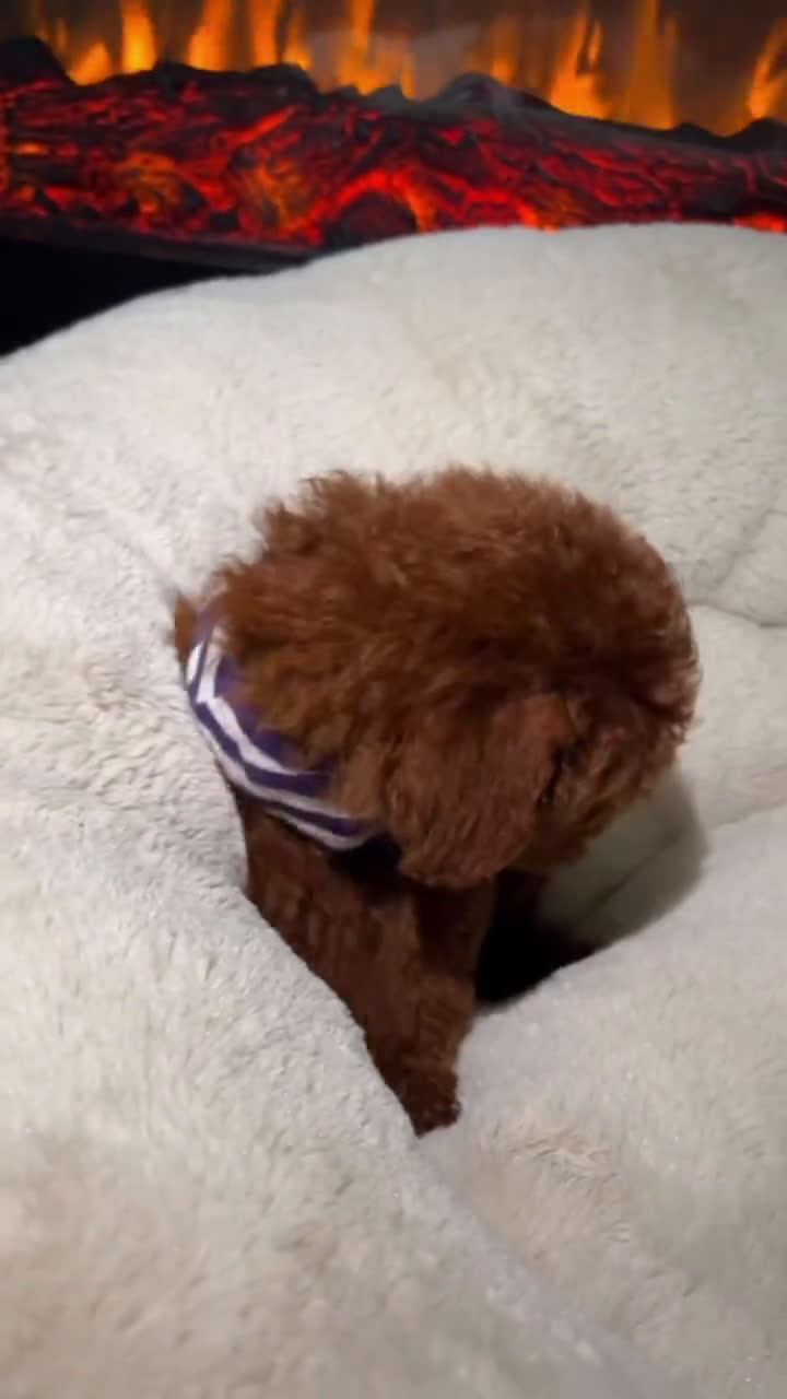 Toy Poodle dogs for sale: Toy Poodle 3 puppies - Video 1