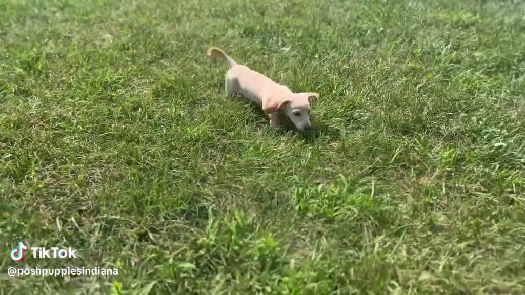 Miniature Dachshund dogs for sale: Miniature Dachshund 3 puppies - Video 2