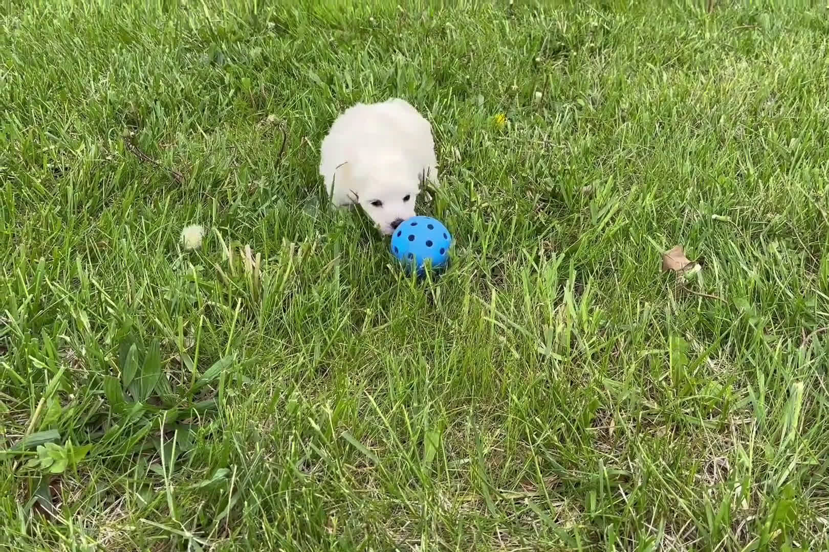 Maltipoo dogs for sale: Maltipoo 8 puppies - Video 2