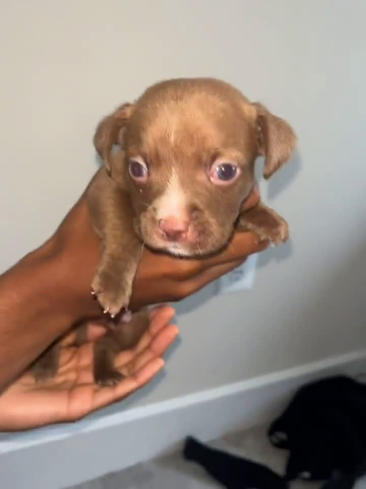 American Pit Bull Terrier dogs for sale: American Pit Bull Terrier 7 puppies - Video 1