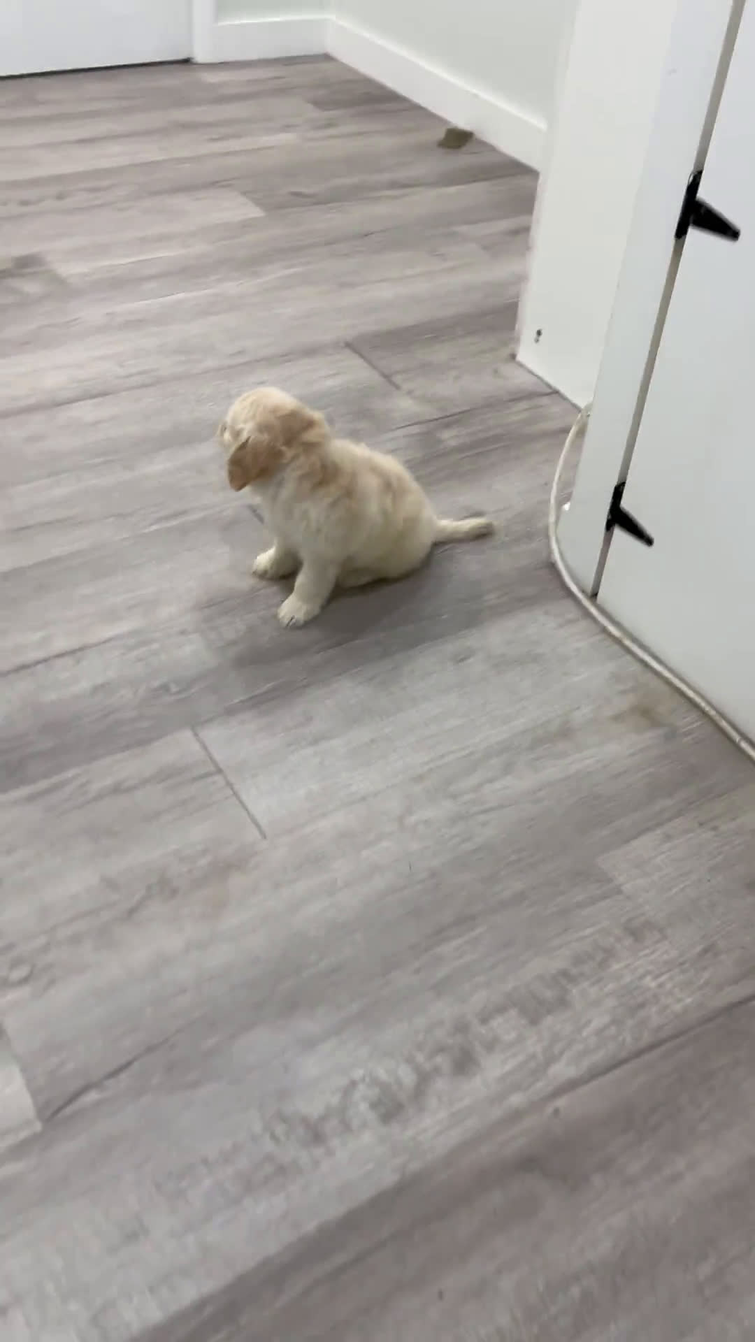  dogs for sale: Mini Goldendoodle 5 puppies - Video 4