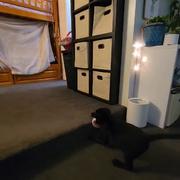 Labrador Retriever dogs for sale: Labrador Retriever 1 puppies - Video 1
