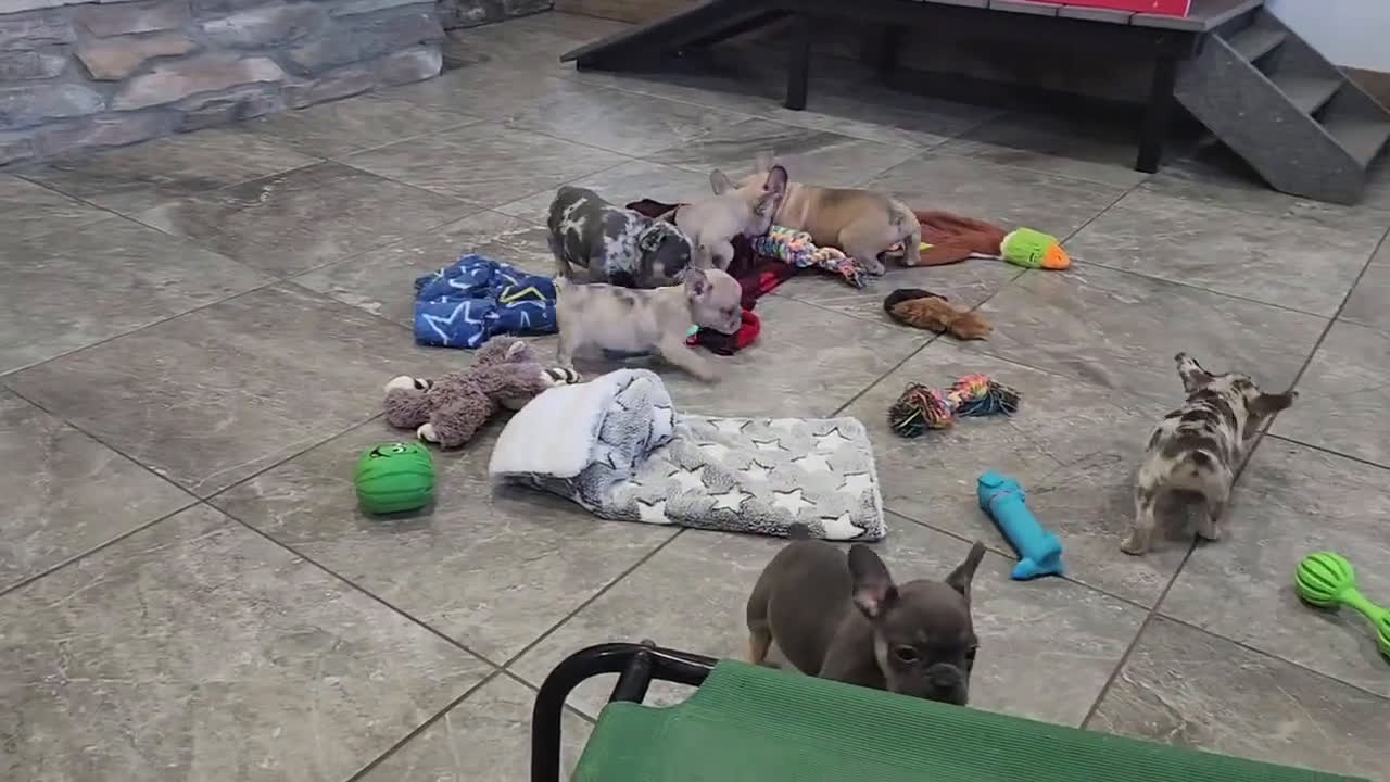 French Bulldog dogs for sale: French Bulldog 5 puppies - Video 6