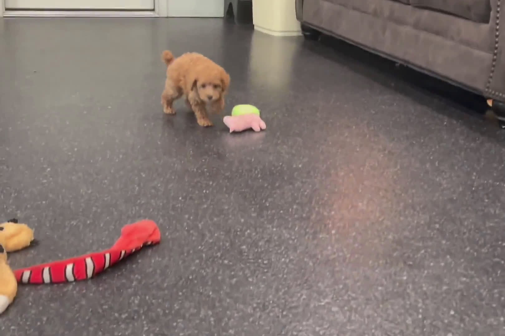 Maltipoo dogs for sale: Maltipoo 2 puppies - Video 1