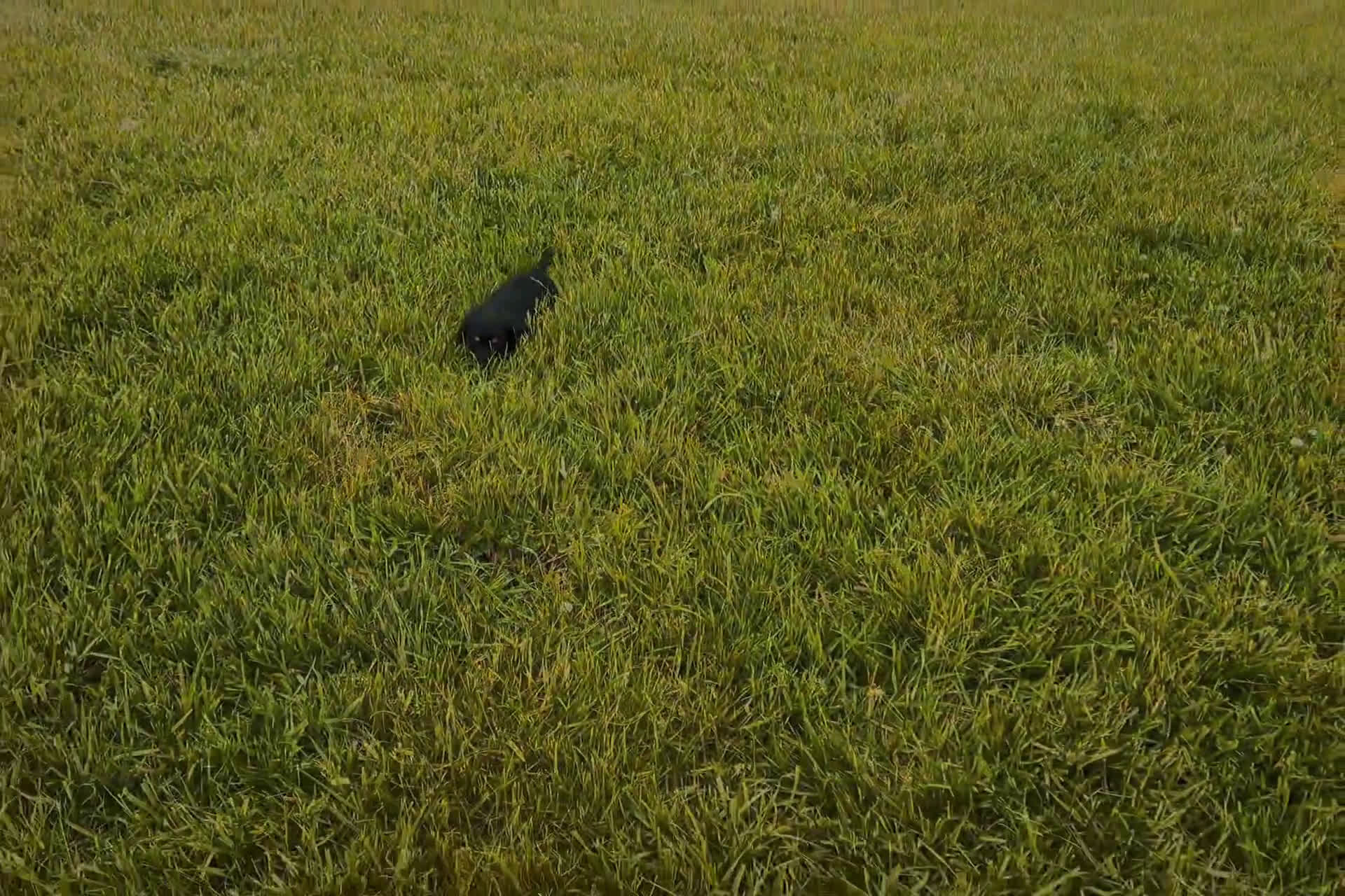 Miniature Dachshund dogs for sale: Miniature Dachshund 1 puppies - Video 1