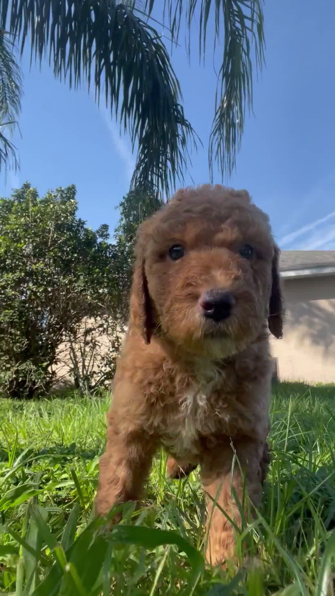 Goldendoodle dogs for sale: Goldendoodle 2 puppies - Video 1
