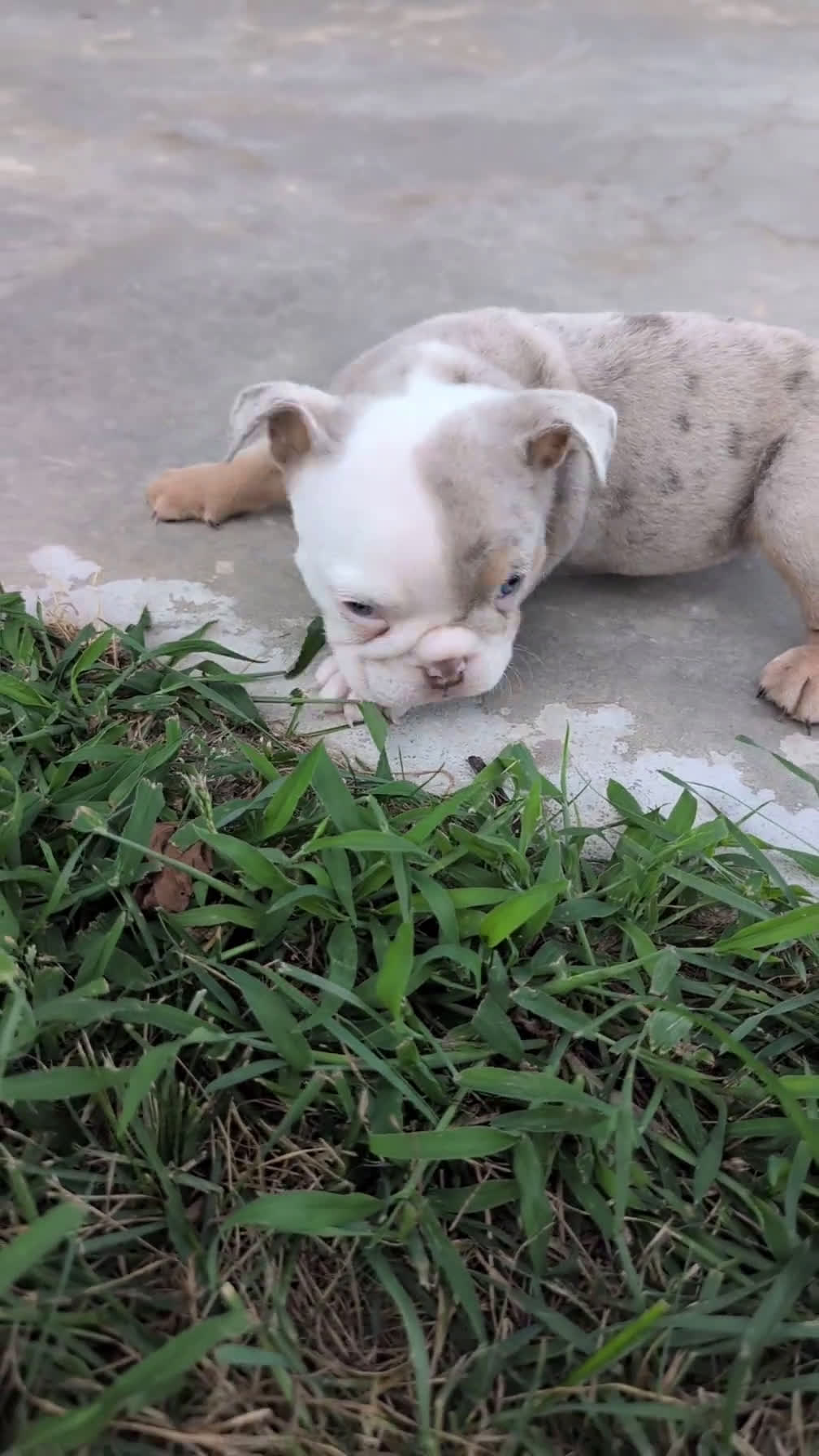 English Bulldog dogs for sale: English Bulldog 5 puppies - Video 2