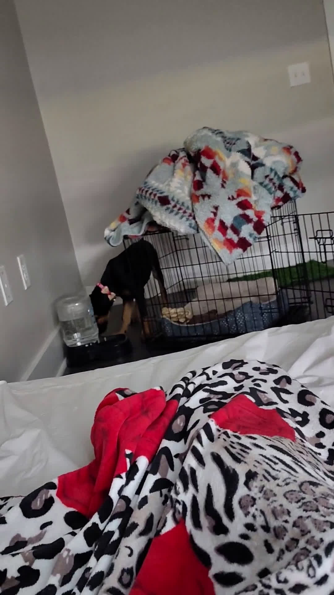 Doberman Pinscher dogs for sale: Doberman Pinscher 1 puppies - Video 2