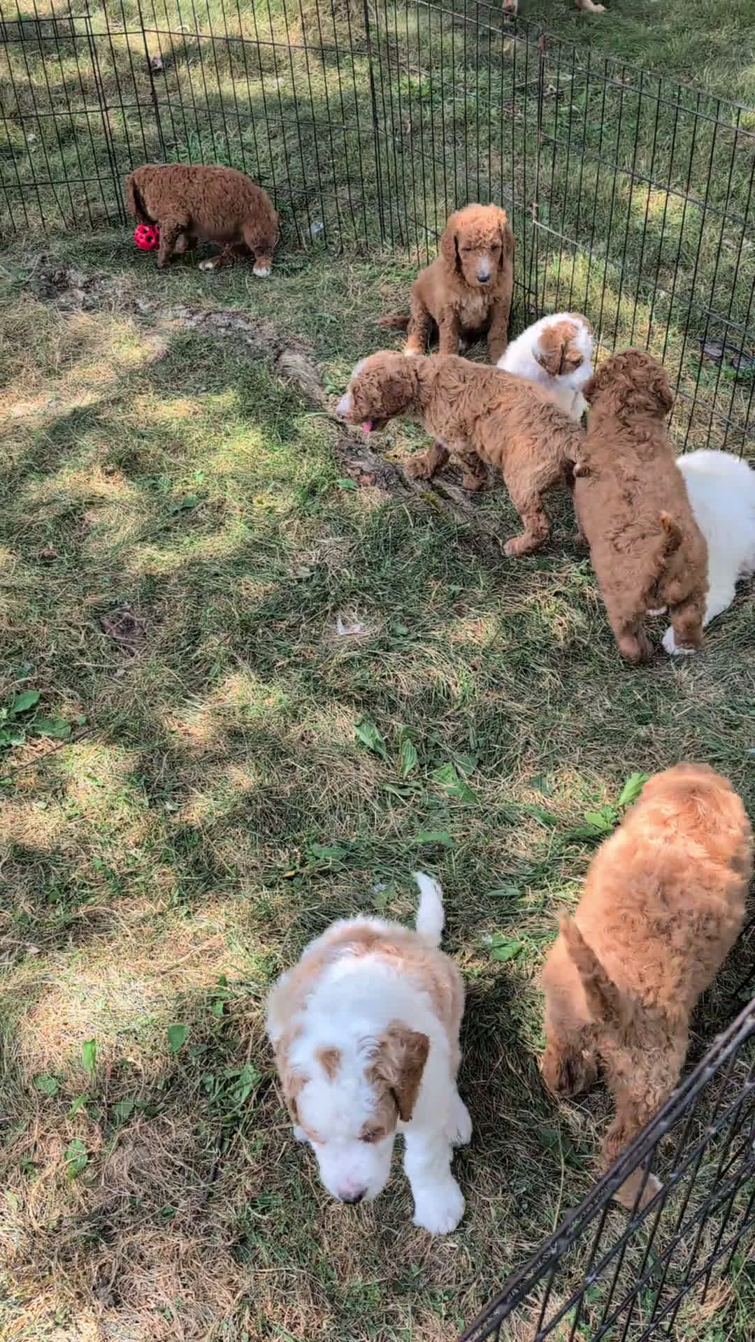 Goldendoodle dogs for sale: Goldendoodle 5 puppies - Video 1