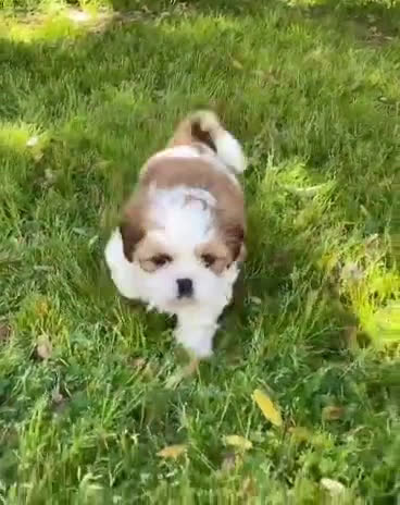 Shih Tzu dogs for sale: Shih Tzu 2 puppies - Video 1