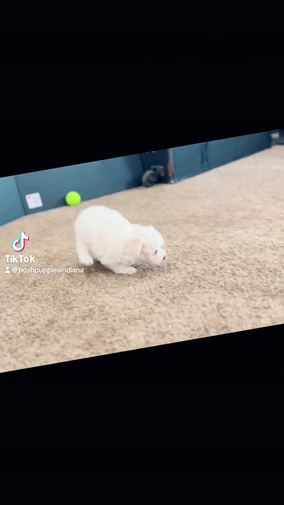 Maltese dogs for sale: Maltese 1 puppies - Video 1