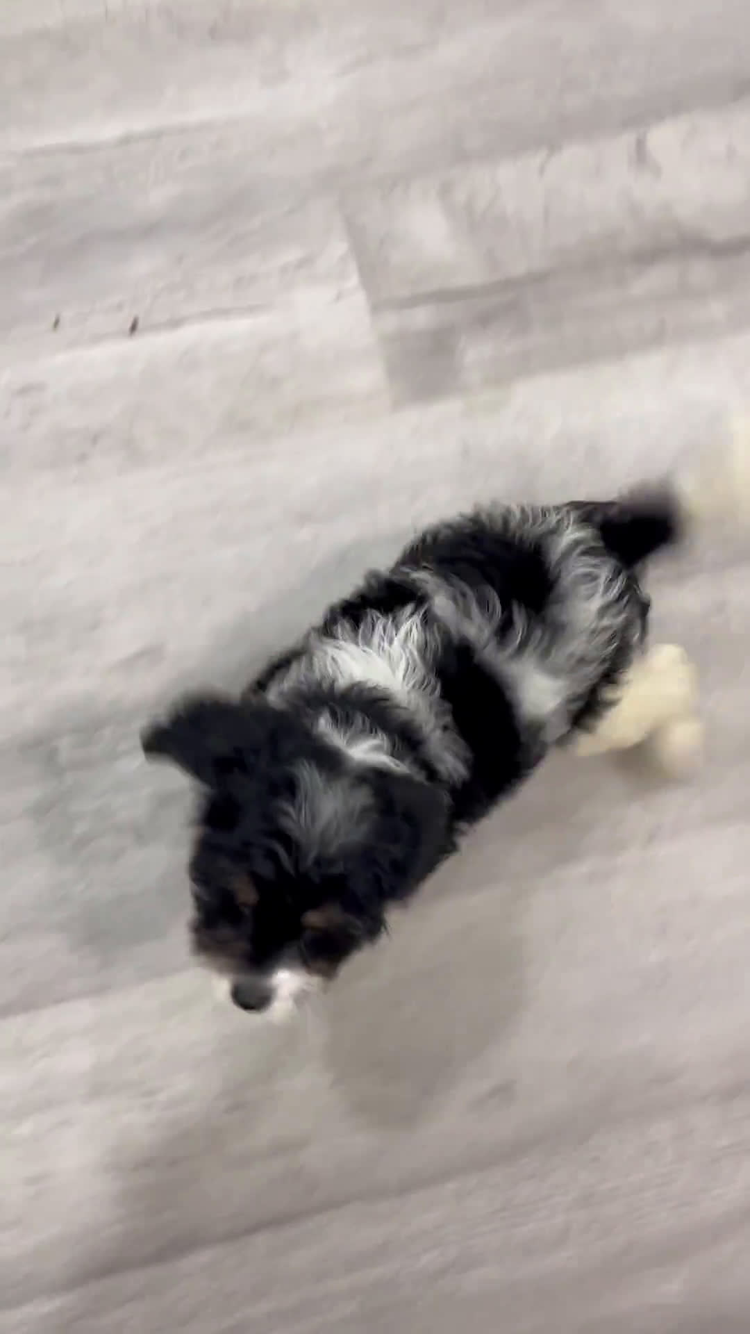 Cavapoo dogs for sale: Cavapoo 2 puppies - Video 1