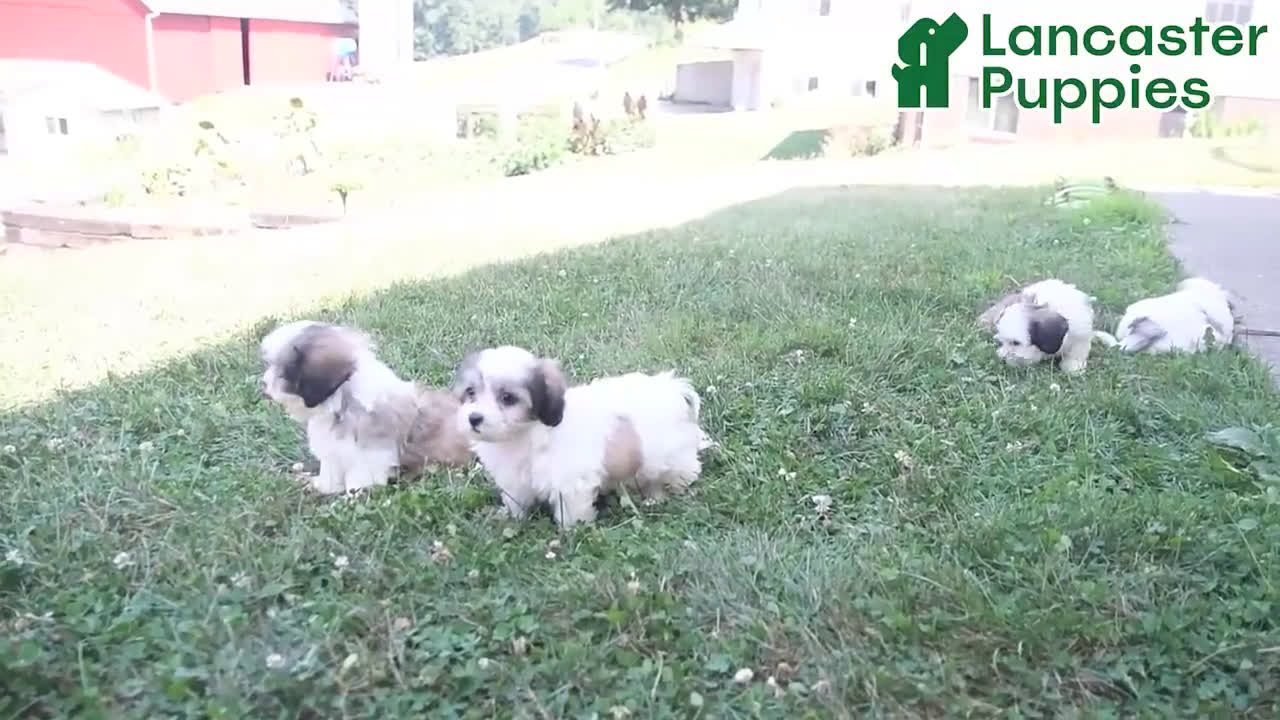 Teddy Bear dogs for sale: Teddy Bear 5 puppies - Video 5