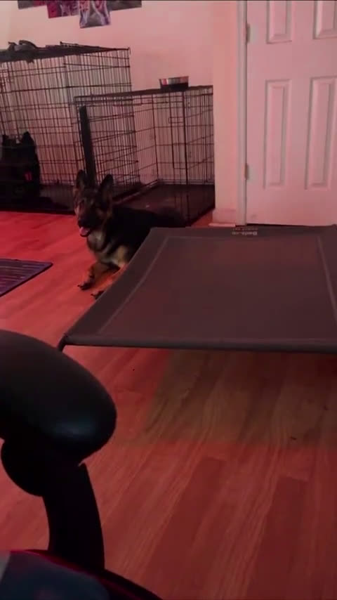 German Shepherd dogs for sale: German Shepherd 1 puppies - Video 2