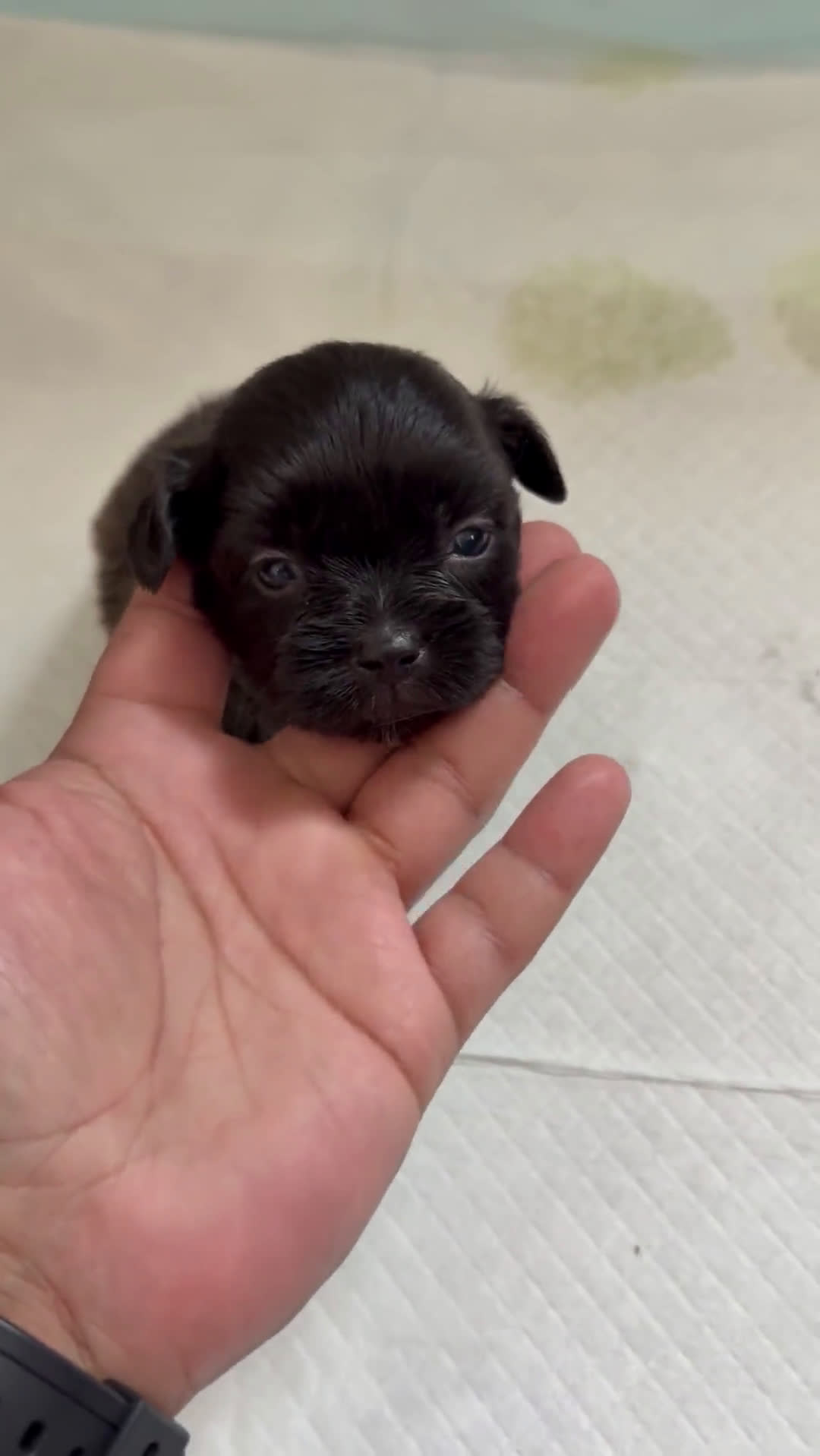 Shih Tzu dogs for sale: Shih Tzu 5 puppies - Video 1