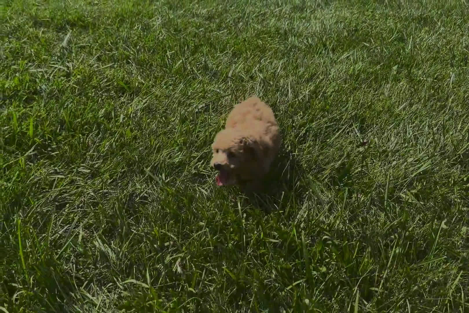 Miniature Poodle dogs for sale: Miniature Poodle 4 puppies - Video 1