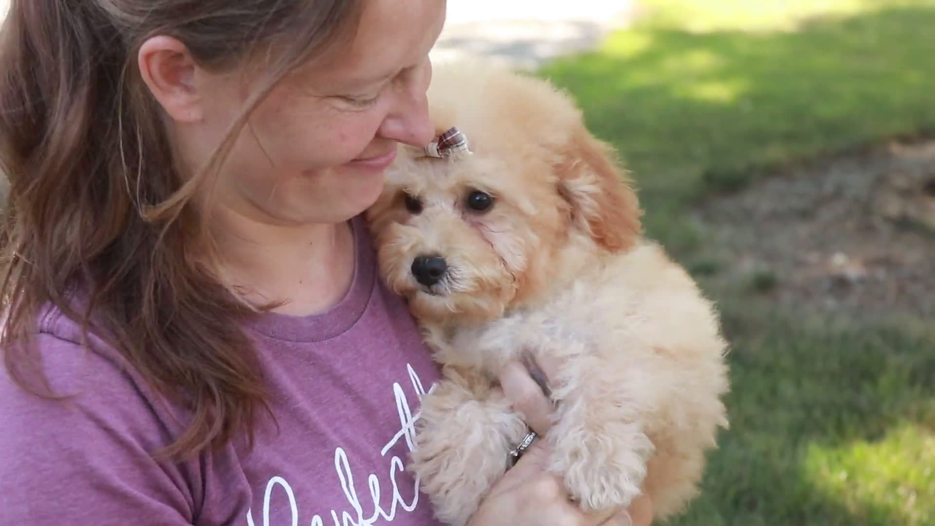 Miniature Poodle dogs for sale: Miniature Poodle 3 puppies - Video 1