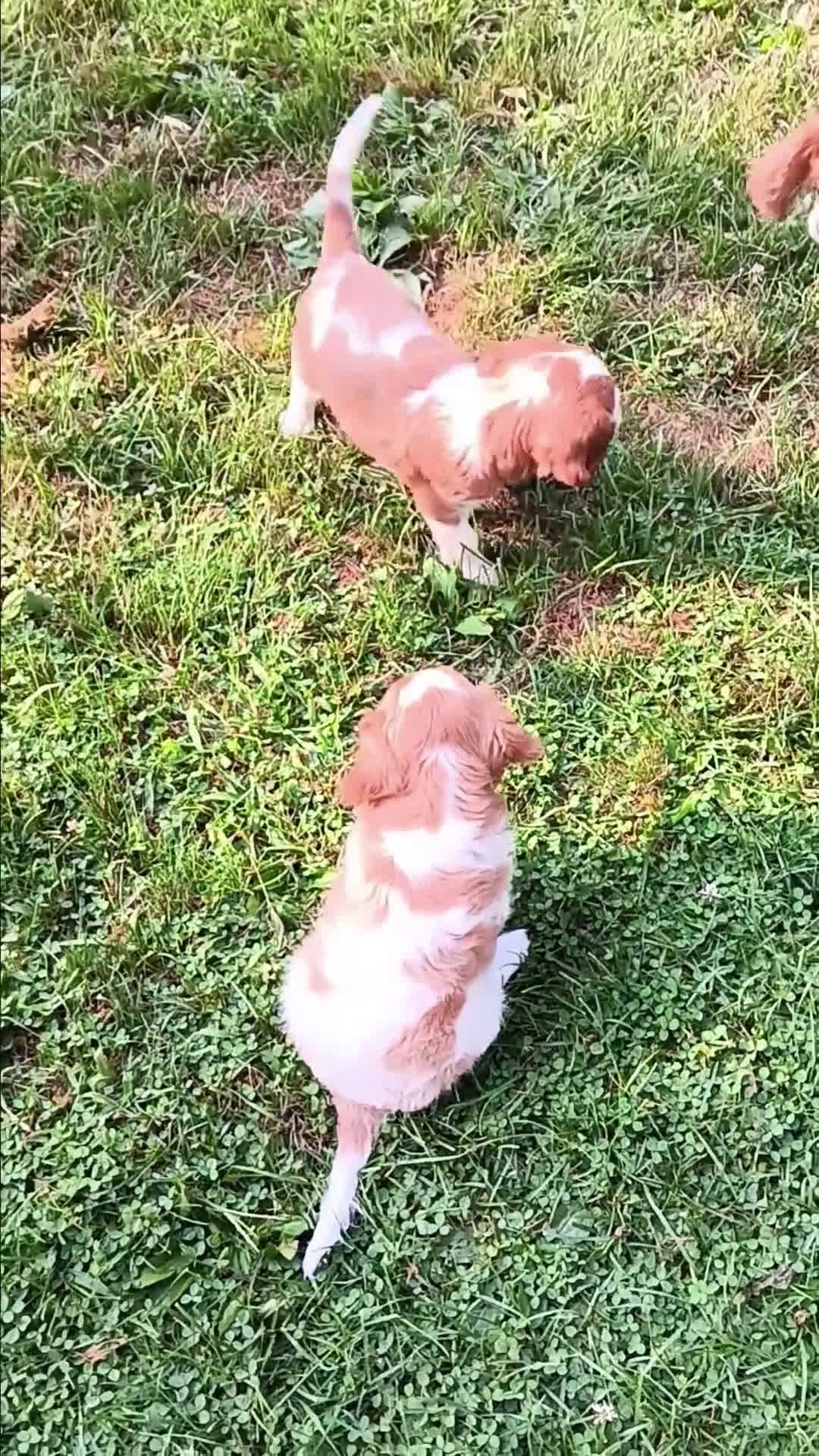 Cavalier King Charles Spaniel dogs for sale: Cavalier King Charles Spaniel 2 puppies - Video 1