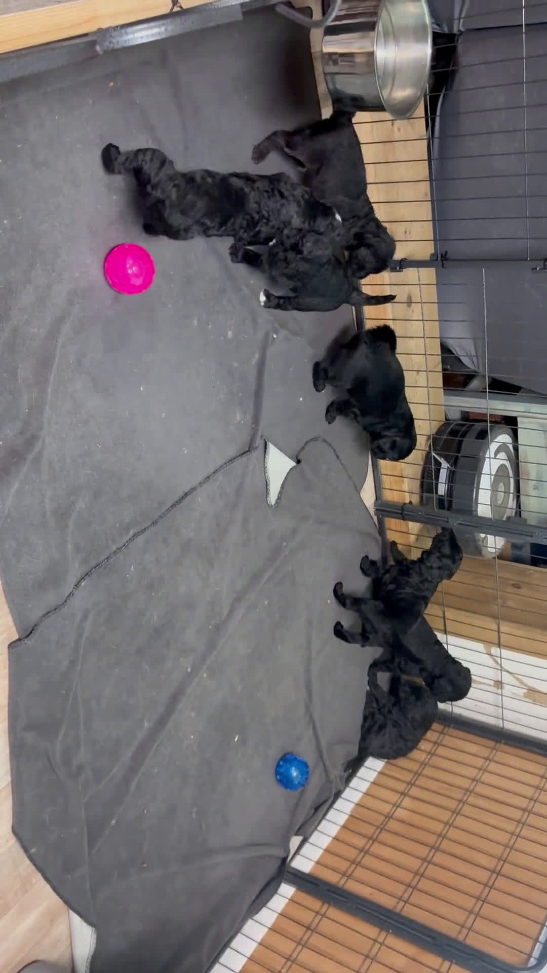 Goldendoodle dogs for sale: Goldendoodle 7 puppies - Video 1
