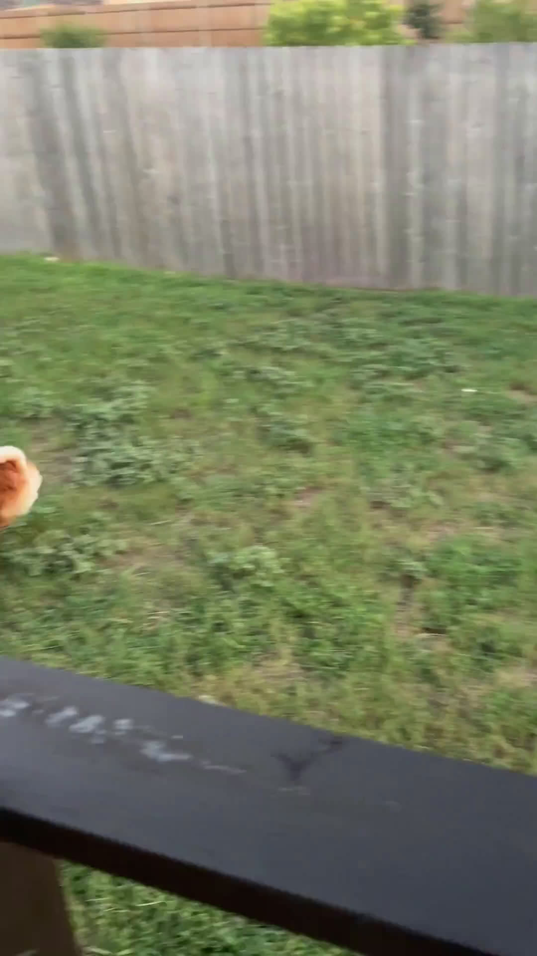 Pomeranian dogs for sale: Pomeranian 4 puppies - Video 1