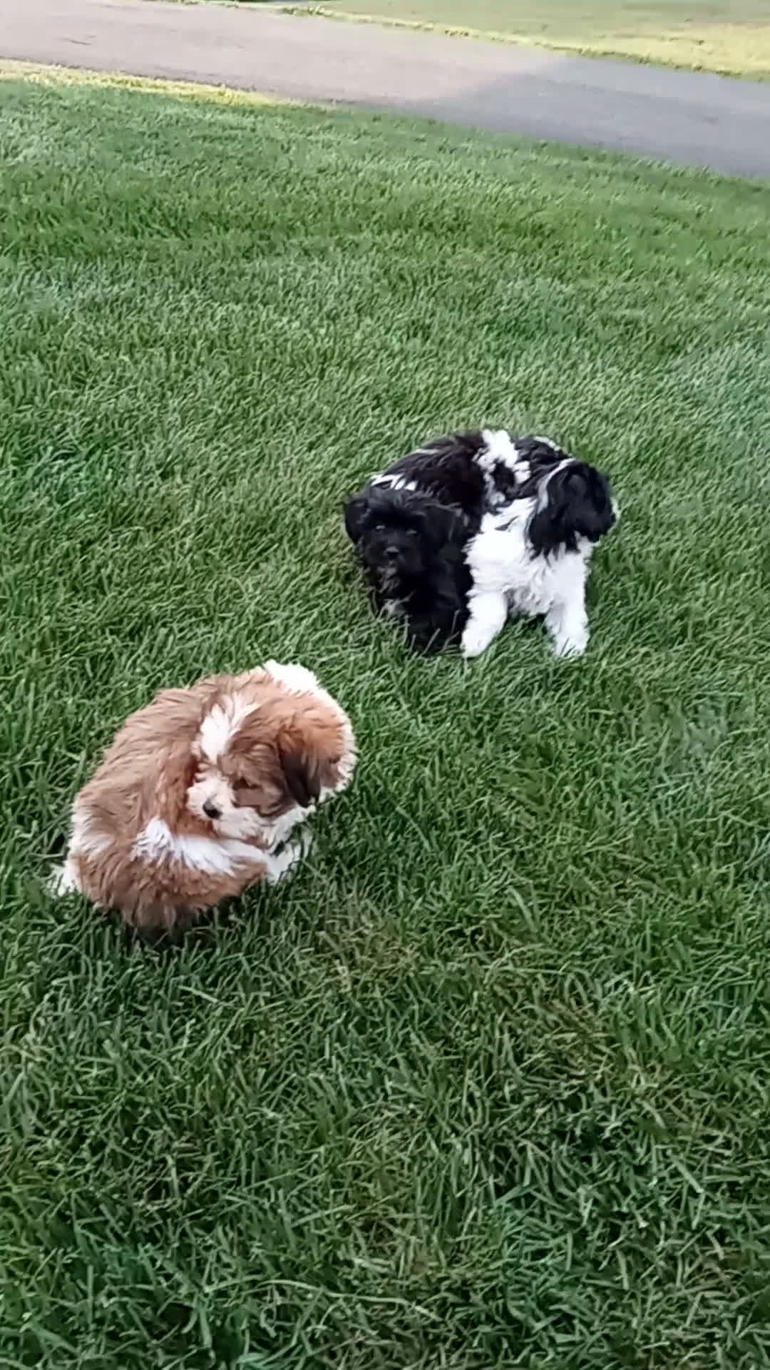 Teddy Bear dogs for sale: Teddy Bear 6 puppies - Video 3
