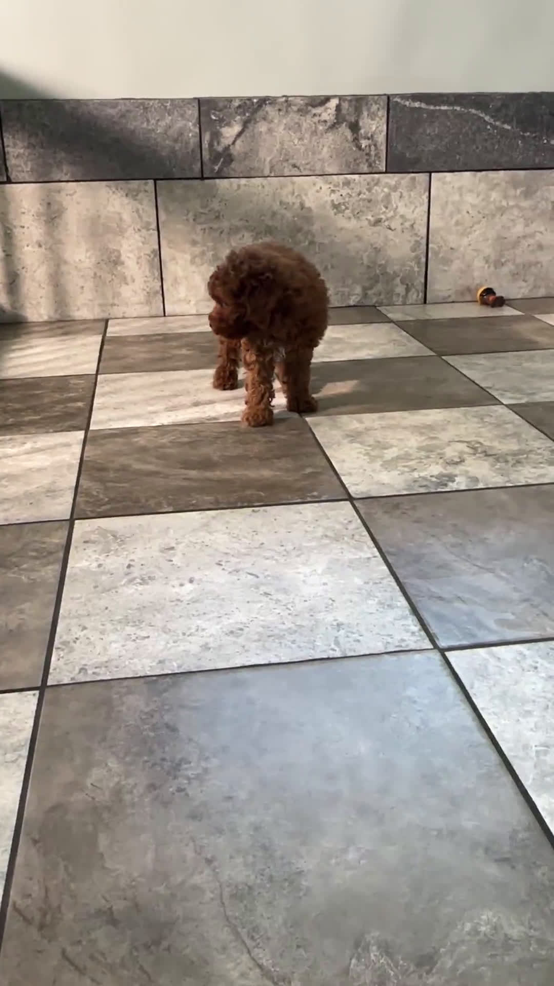 Miniature Poodle dogs for sale: Miniature Poodle 3 puppies - Video 1