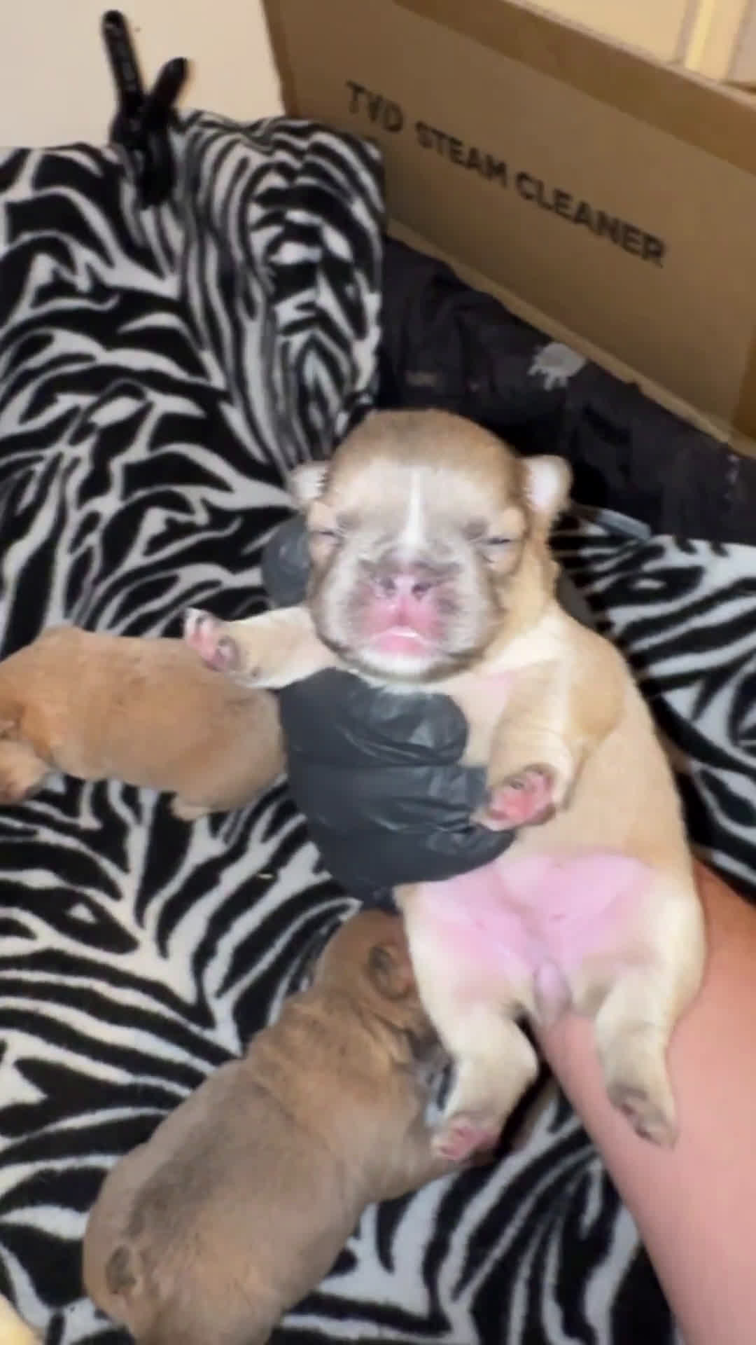 French Bulldog dogs for sale: French Bulldog 6 puppies - Video 2