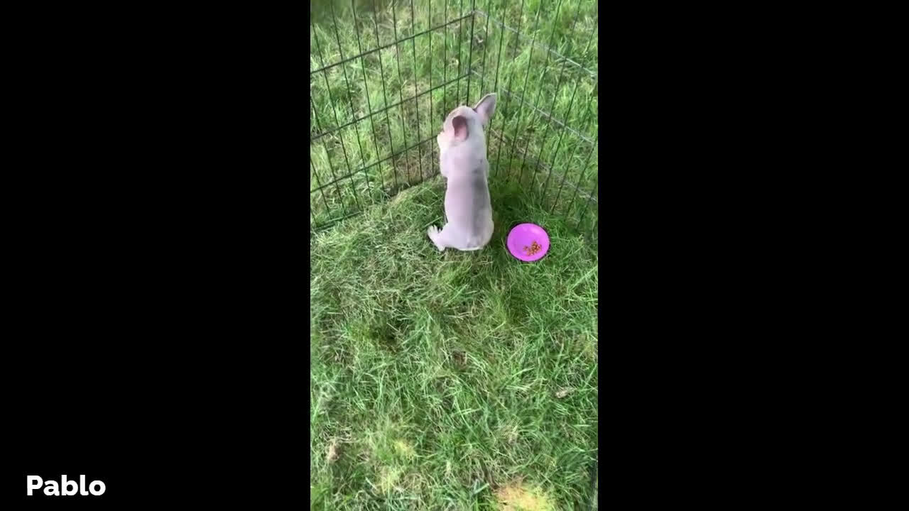 French Bulldog dogs for sale: French Bulldog 6 puppies - Video 1