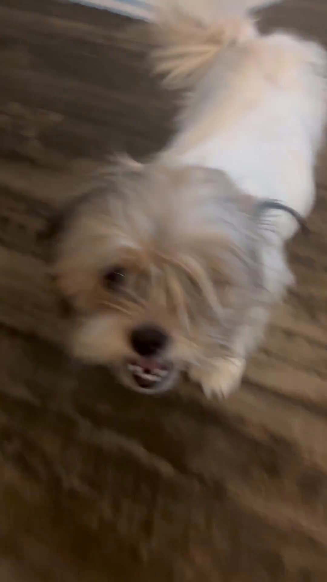 Shih Tzu dogs for sale: Shih Tzu 1 puppies - Video 1